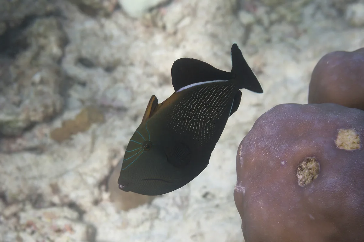 Melichthys indicus