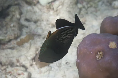 Melichthys indicus