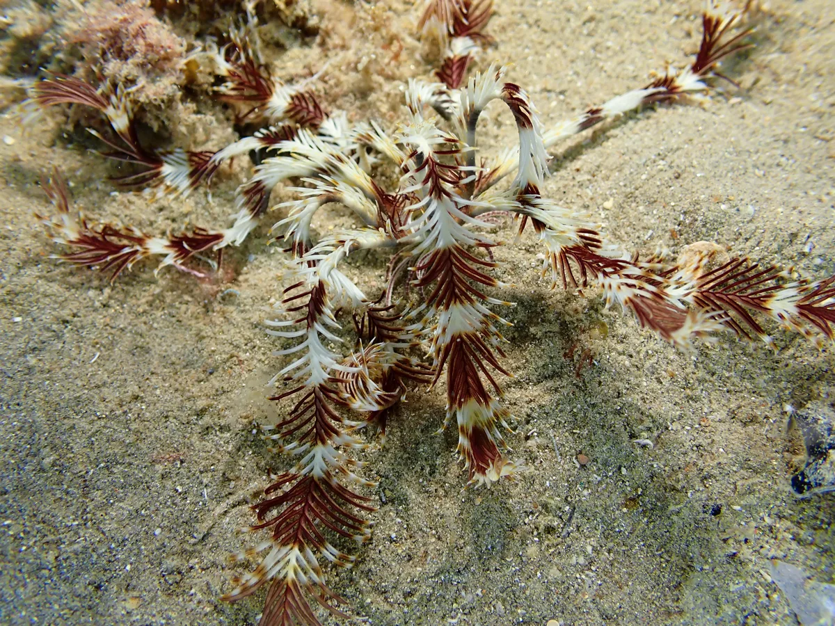 Seafeather