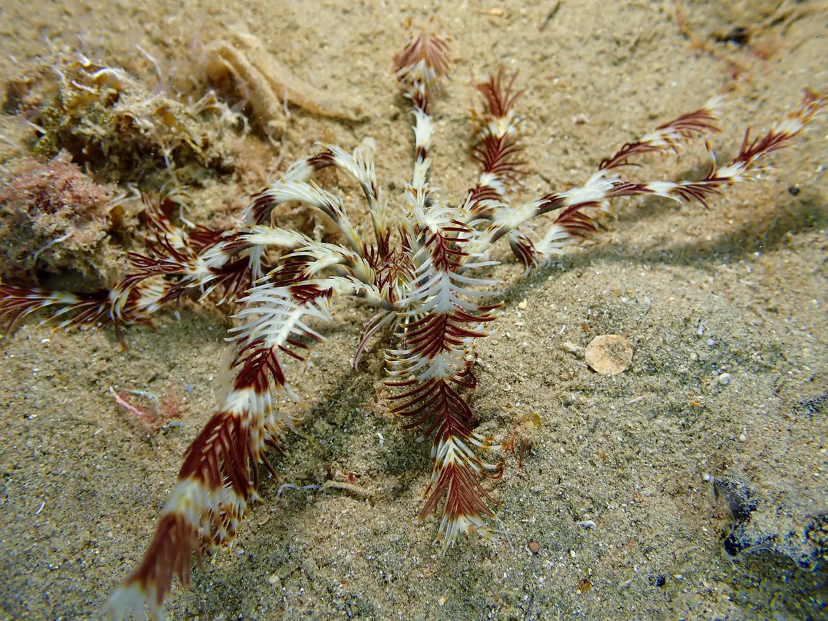 Seafeather