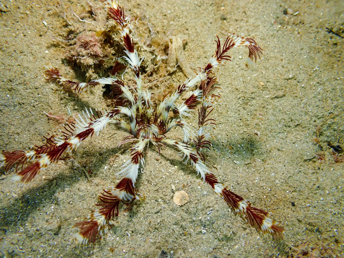 Seafeather
