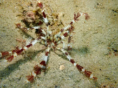 Seafeather