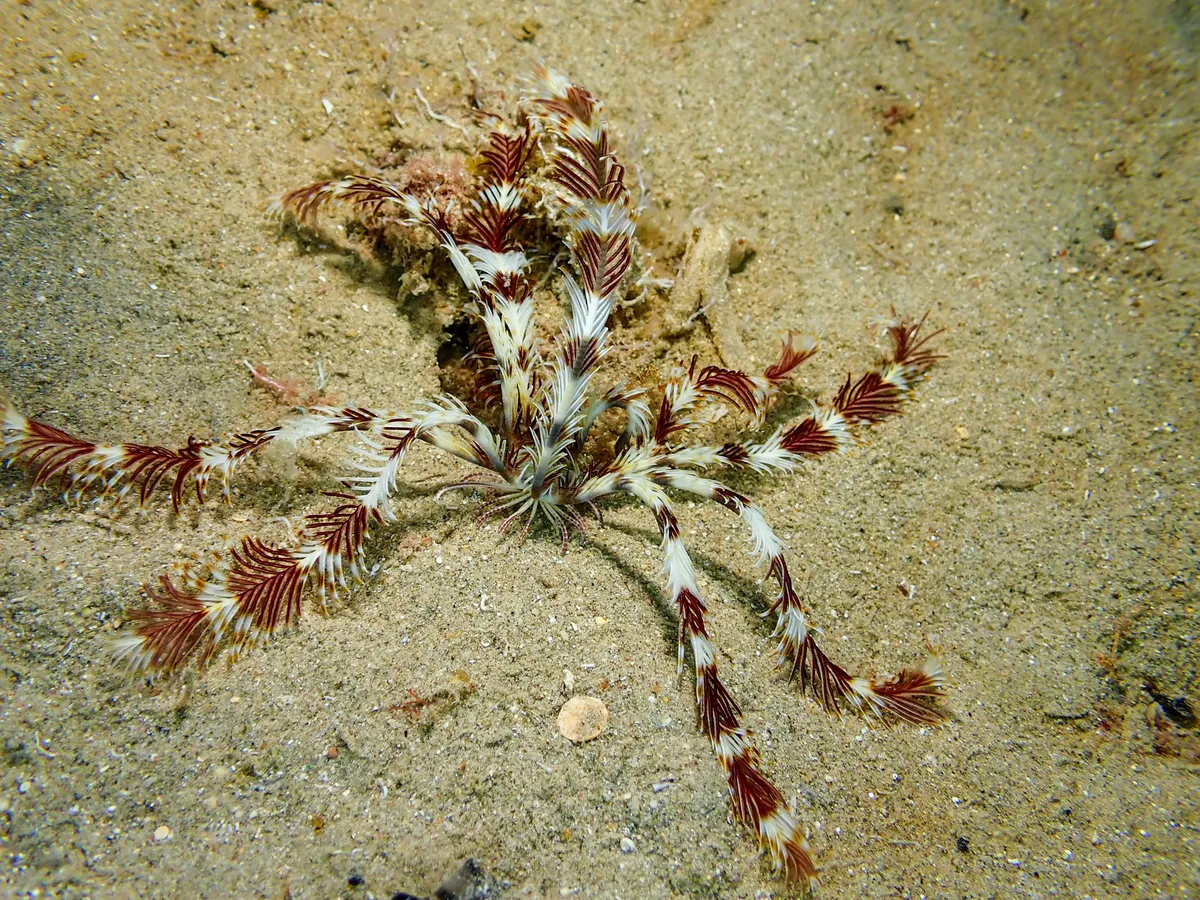 Seafeather