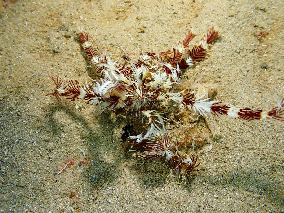 Seafeather