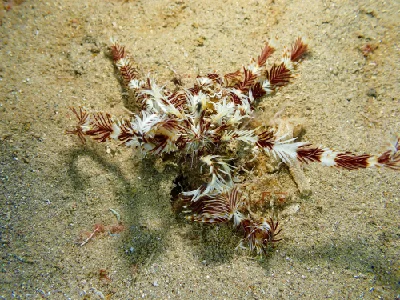 Seafeather
