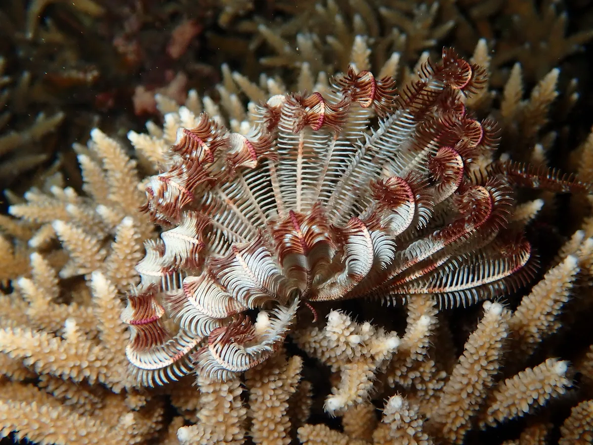 Stephanometra indica - glass reef, Moheli, Comores