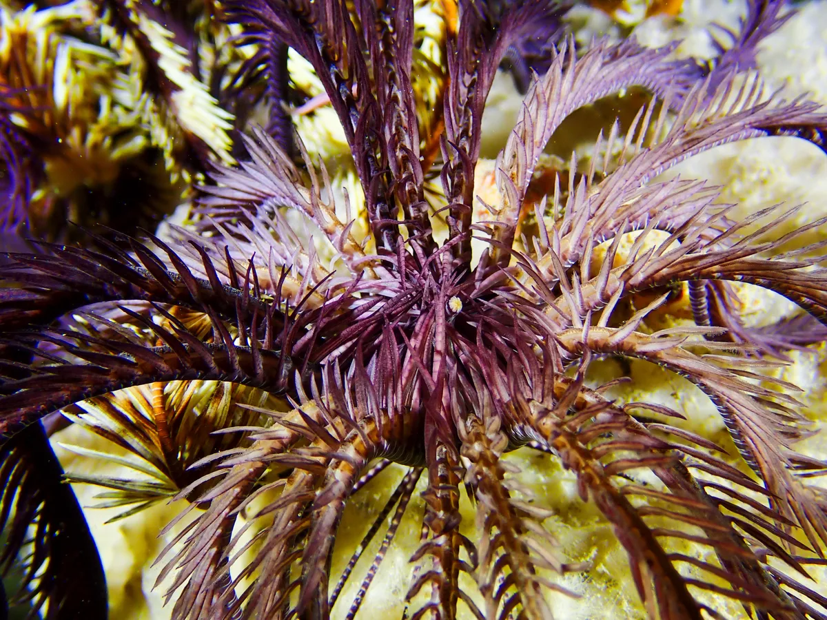 Indicated Featherstar