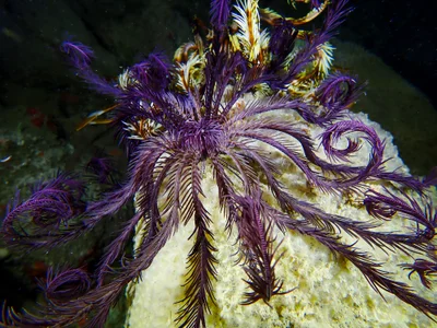 Indicated Featherstar