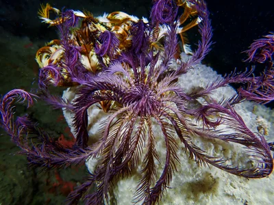 Indicated Featherstar