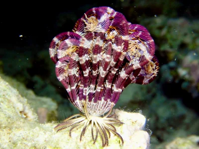 Stephanometra indica - Embudu, Maldives