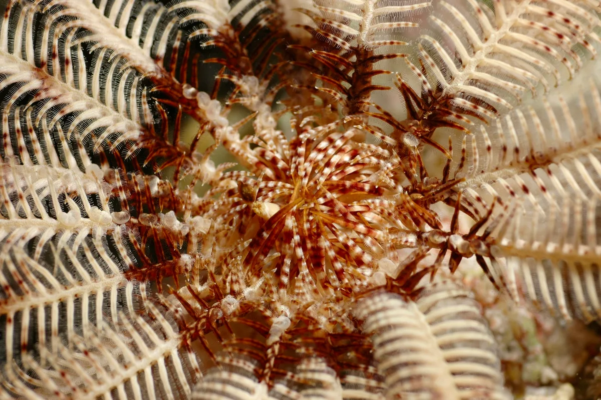 Stephanometra indica - Embudu, Maldives