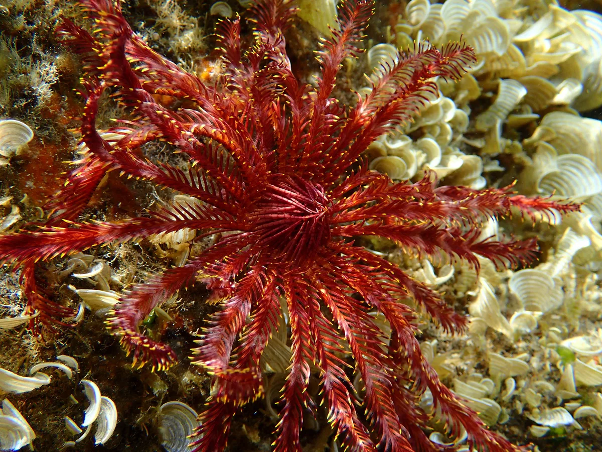 Stephanometra indica - L'Étang-Salé, RE-PL, RE