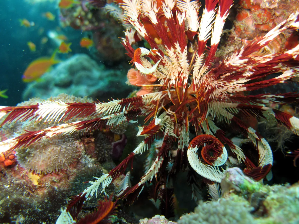 Stephanometra indica - Dega thila, Maldive