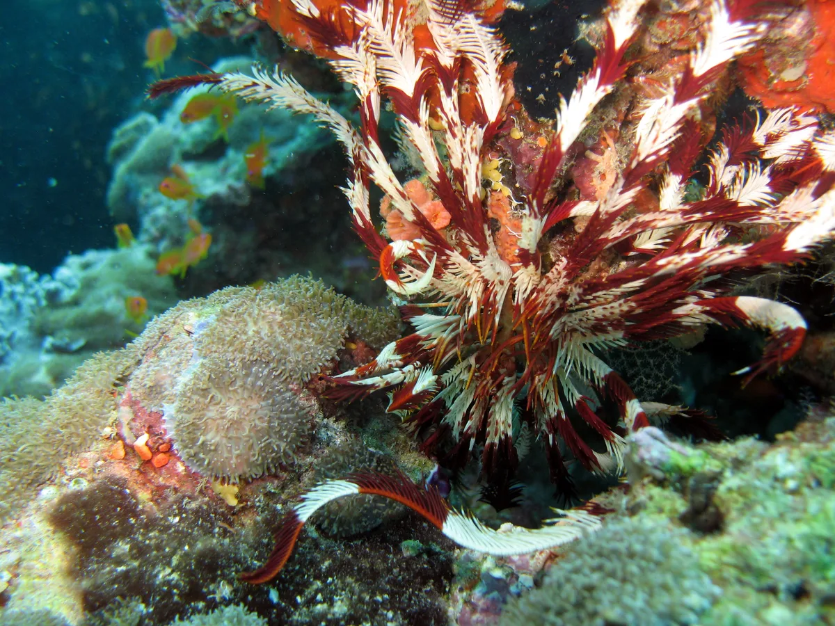 Stephanometra indica - Dega thila, Maldive