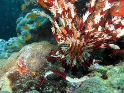 Stephanometra indica - Dega thila, Maldive