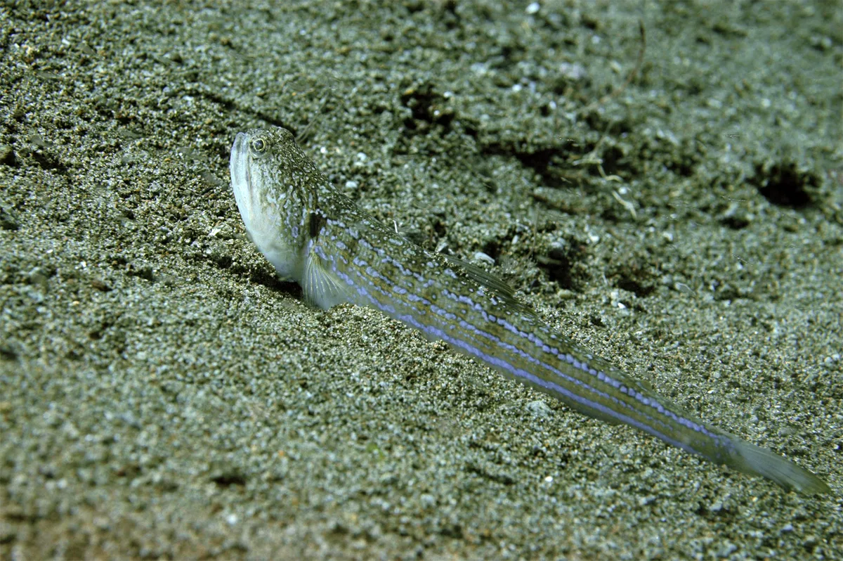 Painted lizardfish (Trachinocephalus myops)