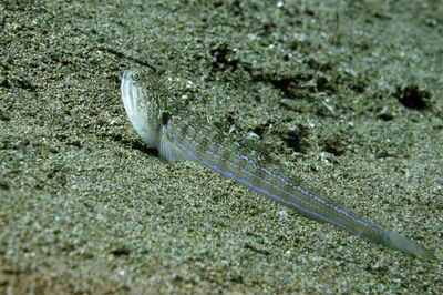 Painted lizardfish (Trachinocephalus myops)