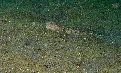 Painted Grinner (Trachinocephalus trachinus)