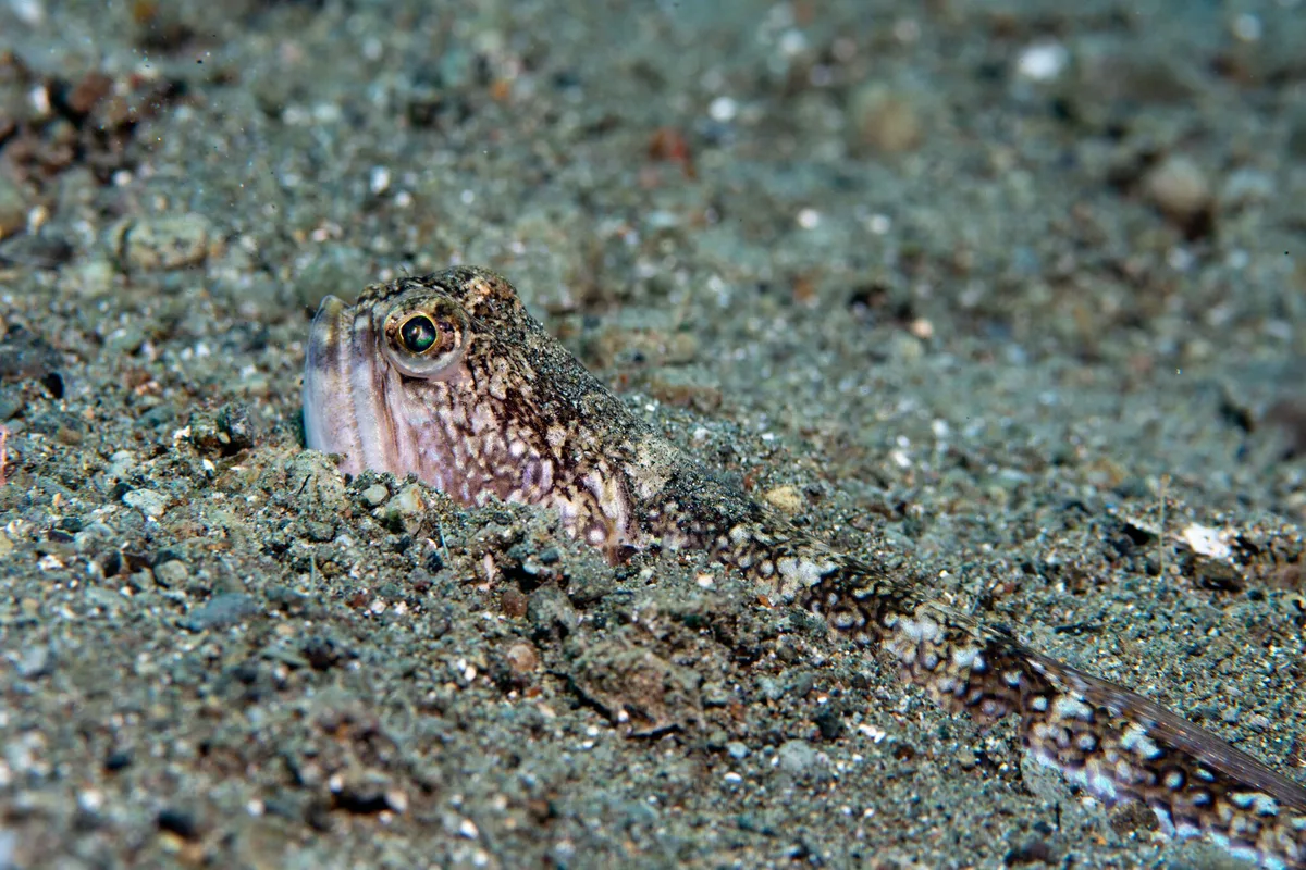 Trachinocephalus trachinus - Malitbog, Southern Leyte, Philippines