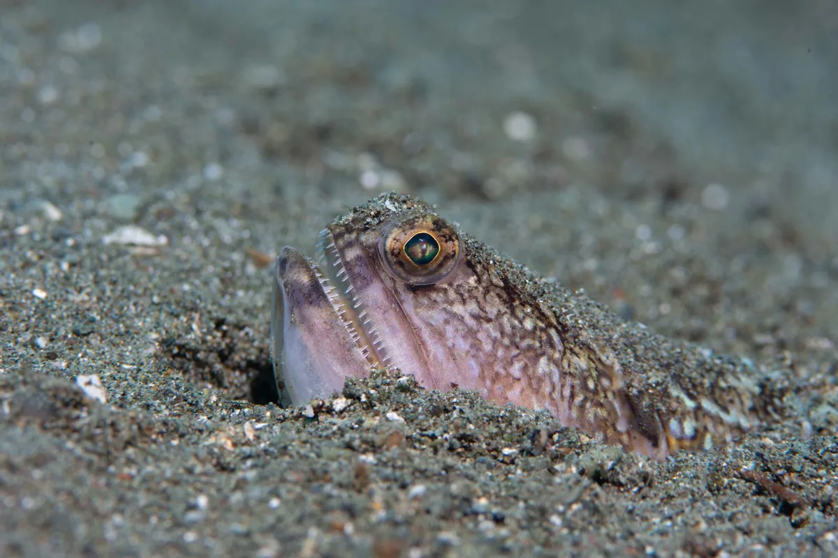 Trachinocephalus trachinus - Malitbog, Southern Leyte, Philippines