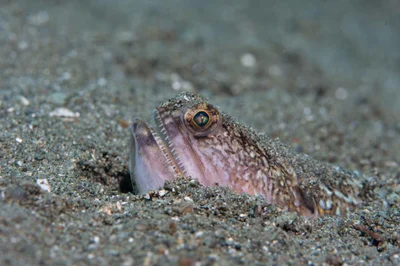 Trachinocephalus trachinus - Malitbog, Southern Leyte, Philippines