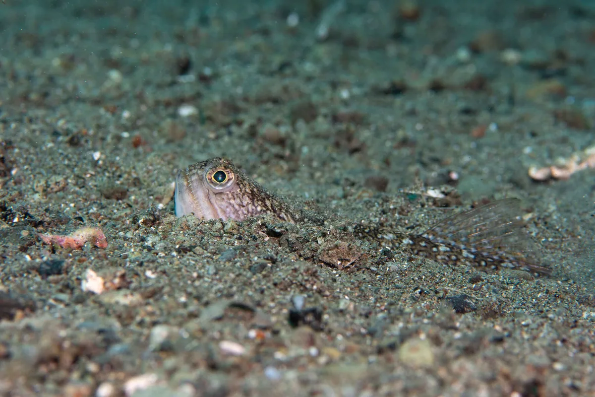 Trachinocephalus trachinus - Malitbog, Southern Leyte, Philippines