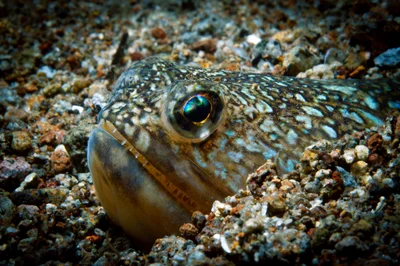 Trachinocephalus trachinus - Kagamas Road, Dauin, 6217 Negros Oriental, Philippines