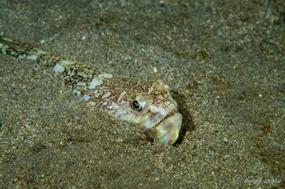 Trachinocephalus trachinus - New Taipei, TW-NT-TP, TW