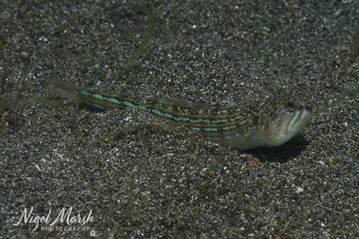 Trachinocephalus trachinus - Bauan, PH-BT, PH