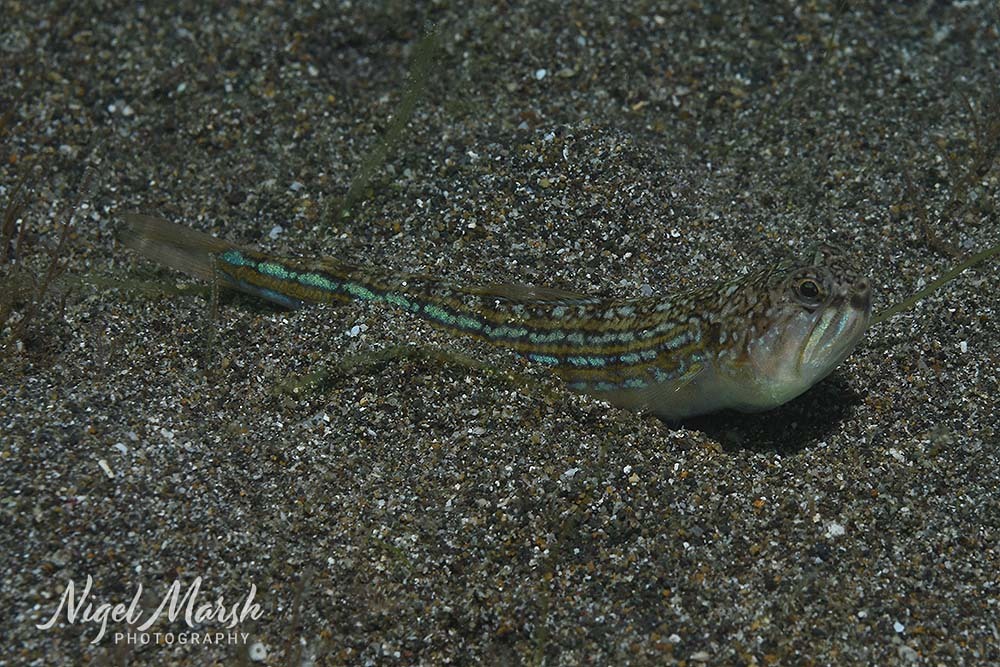 Trachinocephalus trachinus - Bauan, PH-BT, PH