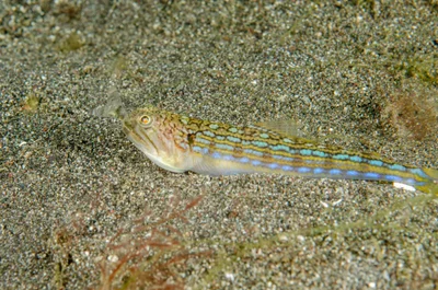 Trachinocephalus trachinus - South Lembeh, Bitung City, North Sulawesi, Indonesia