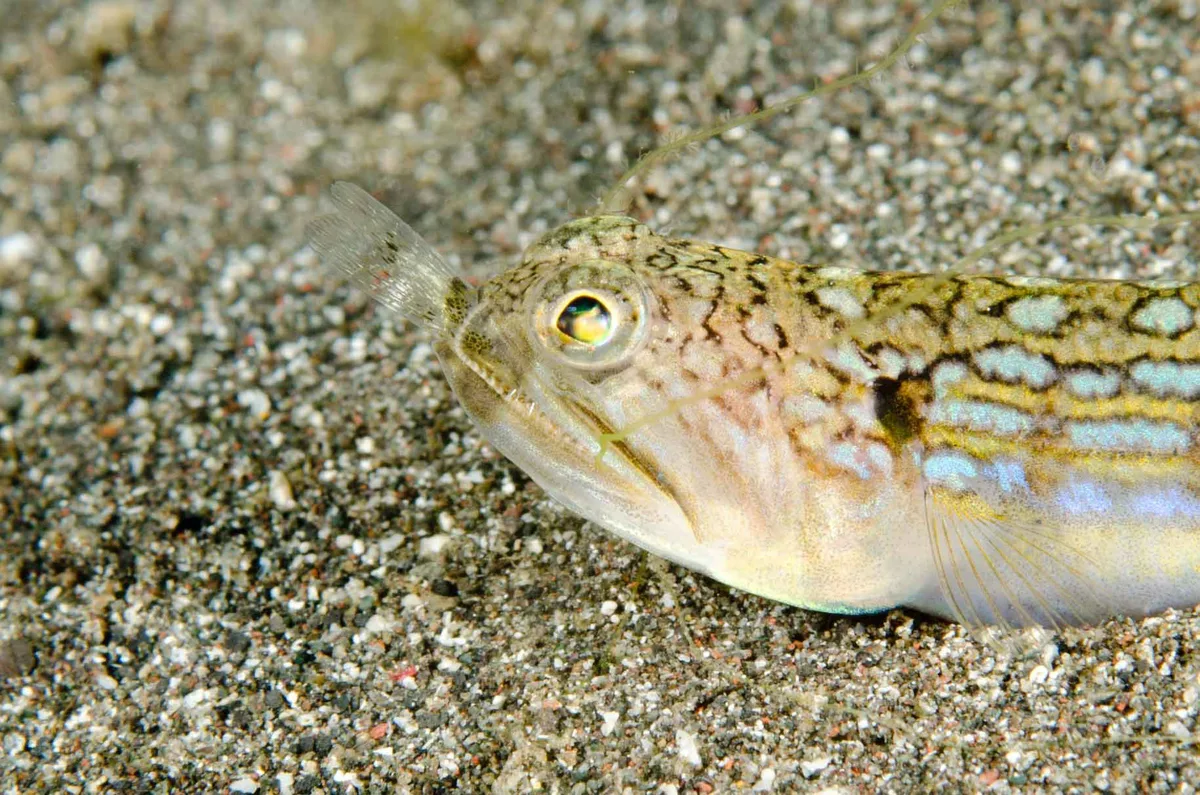 Trachinocephalus trachinus - South Lembeh, Bitung City, North Sulawesi, Indonesia