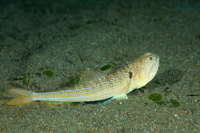 Trachinocephalus trachinus - Sulawesi Utara, ID