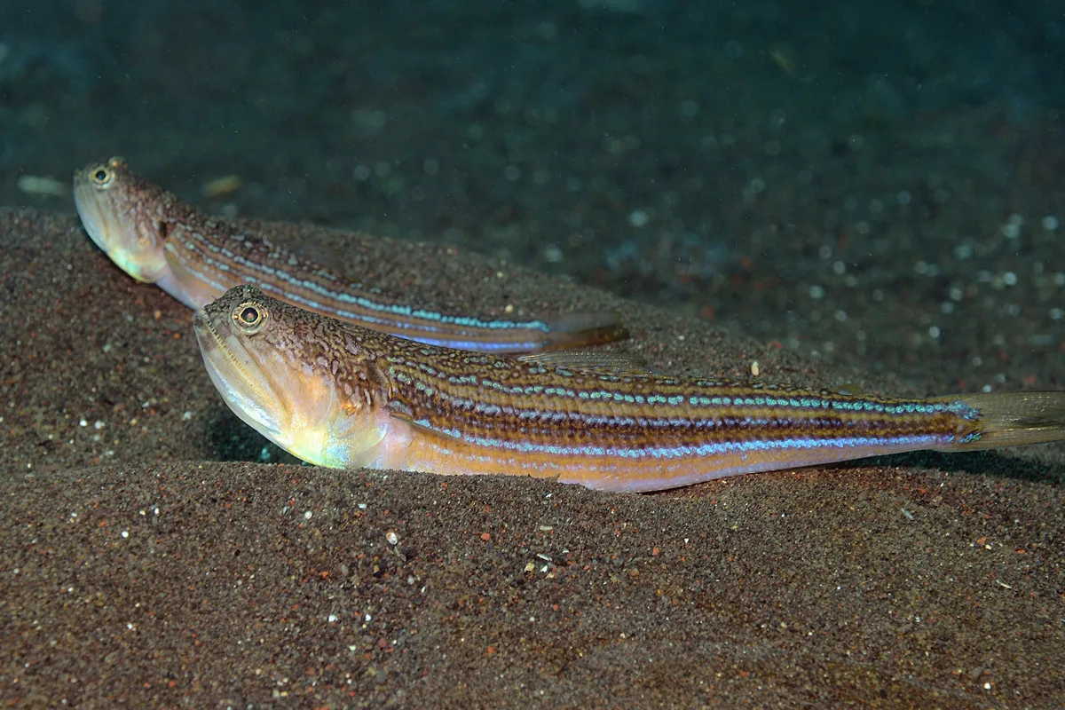 Trachinocephalus trachinus - Puri Jati, Bali, Indonesia