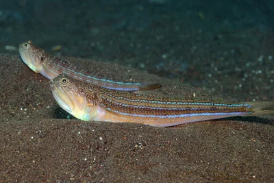 Trachinocephalus trachinus - Puri Jati, Bali, Indonesia