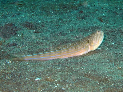Trachinocephalus trachinus - Lembeh Strait, Indonésie