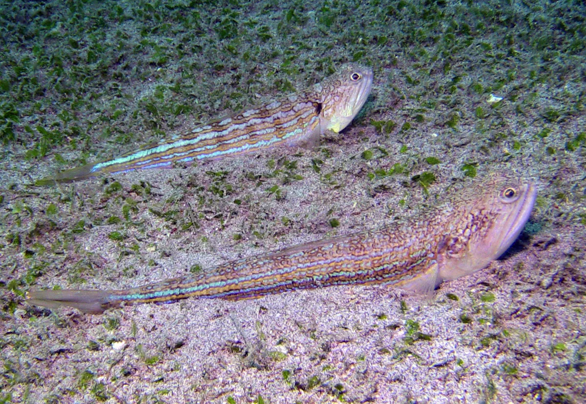 Trachinocephalus trachinus - Mabini, Batangas, Philippines