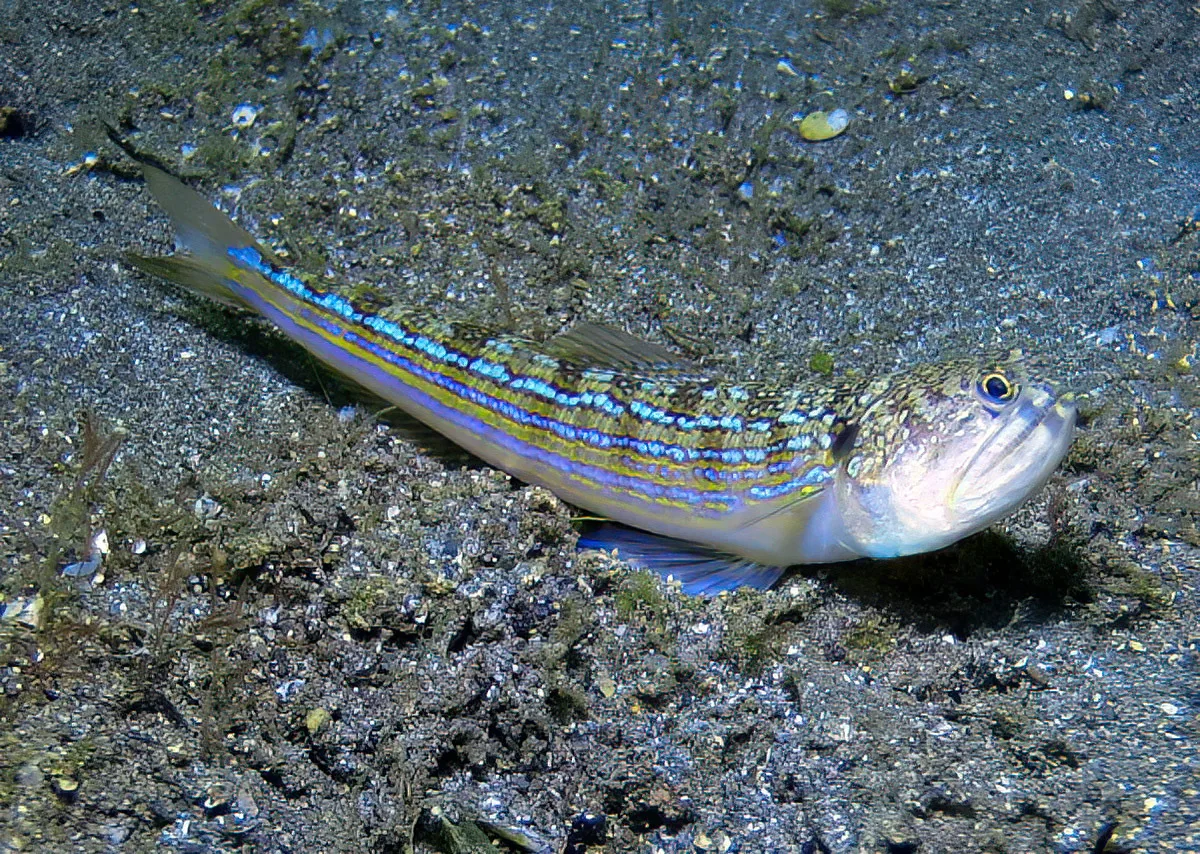 Trachinocephalus trachinus - Tingloy, Batangas, Philippines