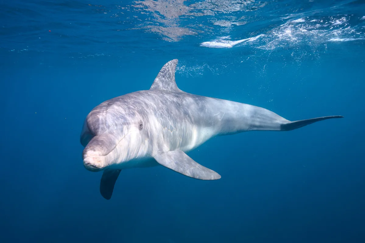 Indo-Pacific Bottlenose Dolphin - 2025 - 6