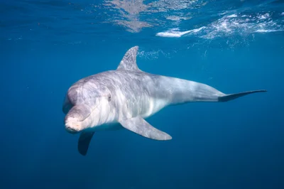 Indo-Pacific Bottlenose Dolphin - 2025 - 6
