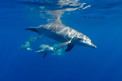 Tursiops aduncus