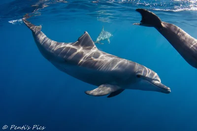 Tursiops aduncus 10831c