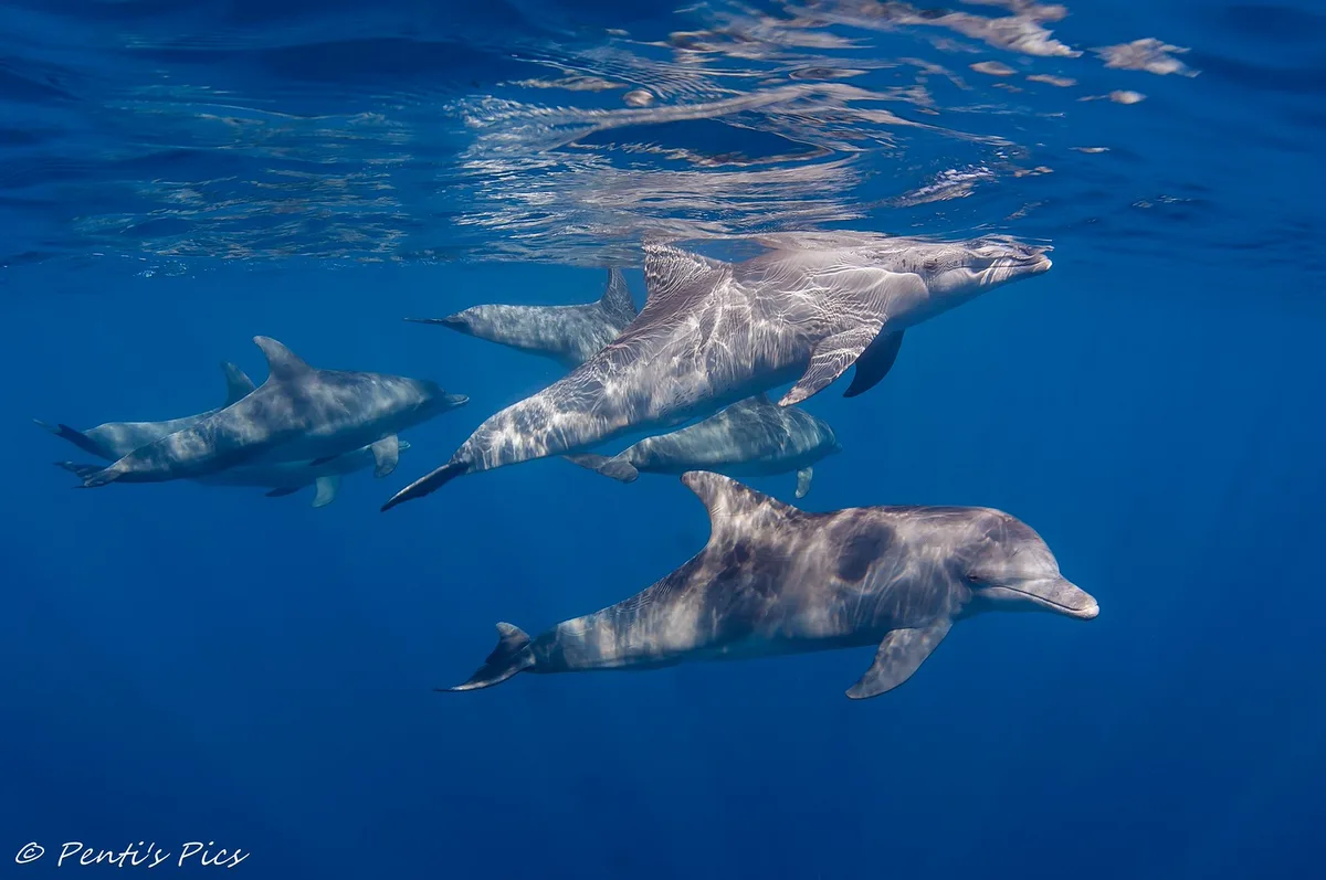 Tursiops aduncus 10823c