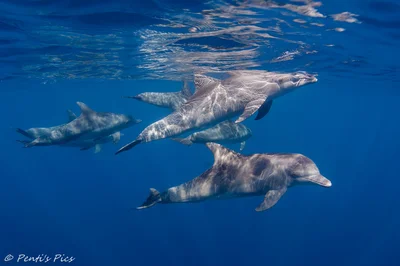 Tursiops aduncus 10823c