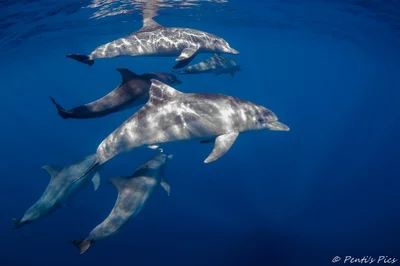 dauphins Tursiops aduncus dolphins