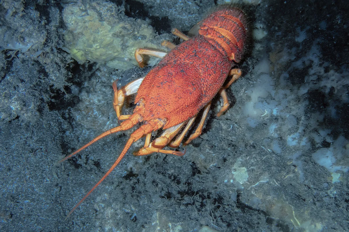 Indo-Pacific Furry Lobster
