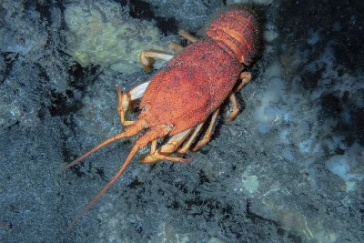 Indo-Pacific Furry Lobster