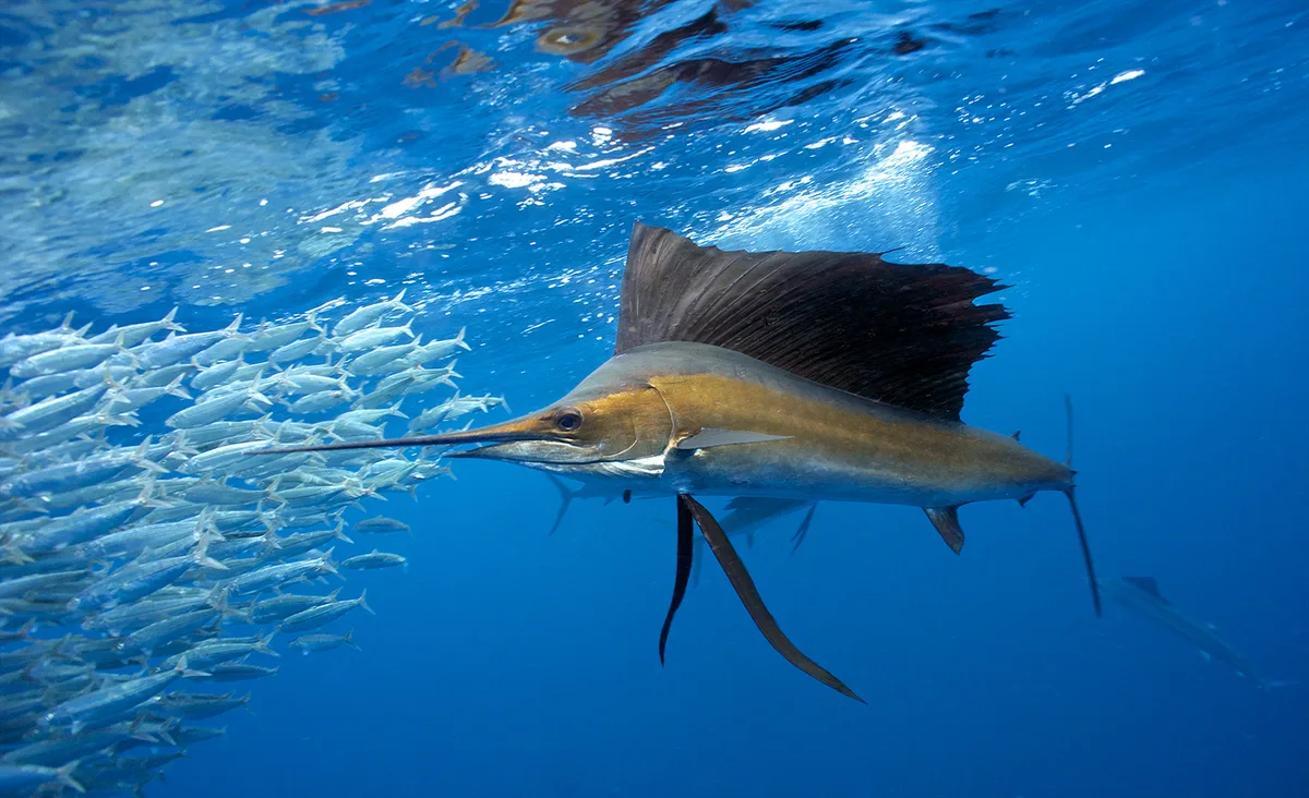 Indo-Pacific Sailfish