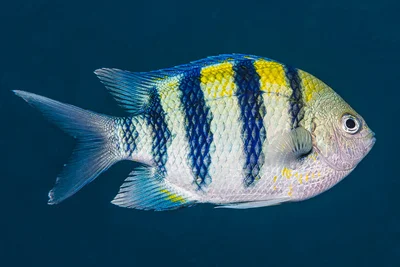 Indo-Pacific sergeant - Abudefduf vaigiensis