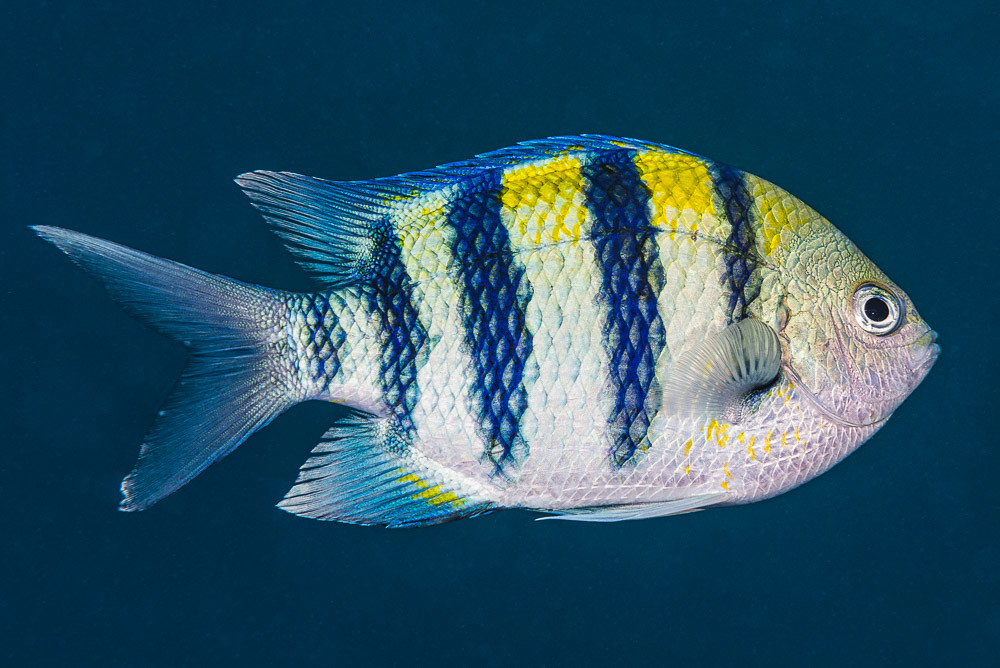 Indo-Pacific sergeant - Abudefduf vaigiensis